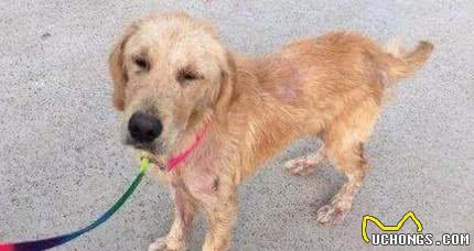 为什么狗狗越养越瘦？多半是这些原因“作祟”，不能忽视了