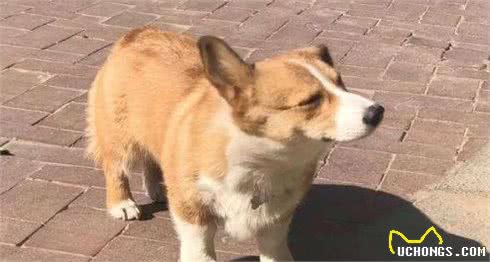 为什么狗狗越养越瘦？多半是这些原因“作祟”，不能忽视了