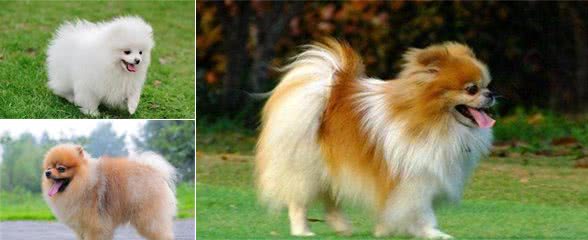 博美犬应如何训练？在训练时应注意哪些事项？