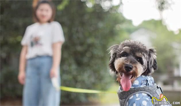 它曾经是战场救护犬，现在却凭仗“小老头”般的长相深受大家喜欢