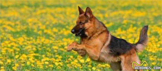 想让狗狗变得乖巧听话？那你一定得看看这几个训犬小技巧了