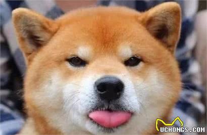 想让狗狗变得乖巧听话？那你一定得看看这几个训犬小技巧了