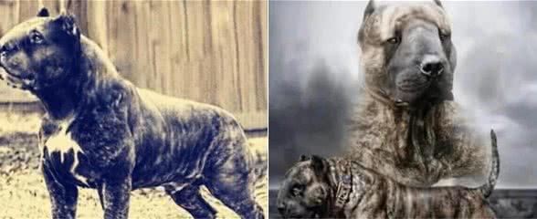 美国的新犬种“神兽子弹头”，见过吗？一种饱受世界争议的猛犬