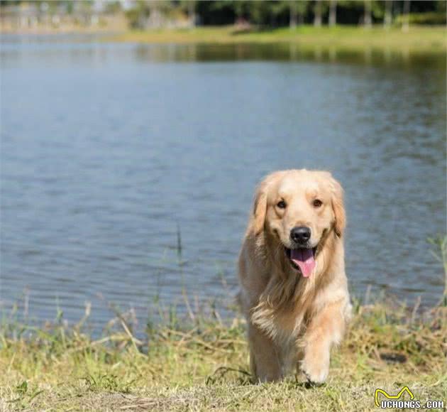 知道犬性格，训练就成功了一半