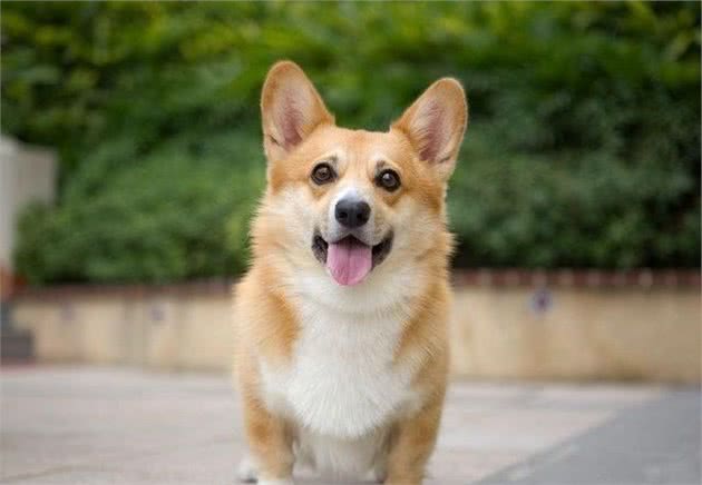柯基犬的日常管理方法
