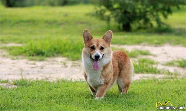 柯基犬的日常管理方法