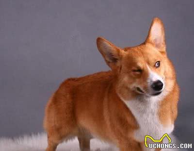 柯基犬的日常管理方法