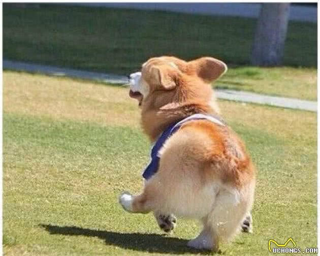 柯基犬的日常管理方法