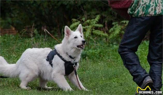 训犬技巧，快速学会4个基本训犬技巧