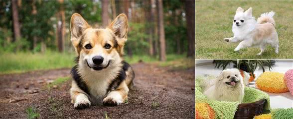 最合适老年人饲养的五种宠物犬，可谓是父母身边的贴身保镖！