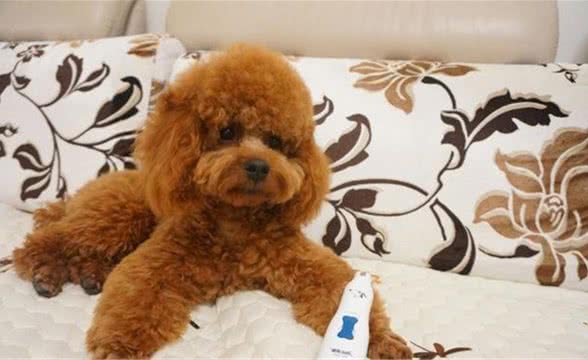 春季养宠物狗消毒环节少不了！