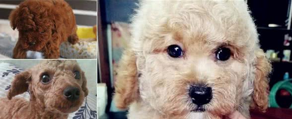 泰迪犬喜欢什么玩具