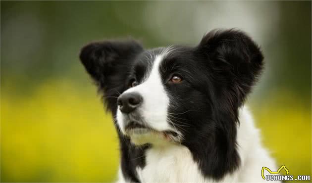 科普：牧羊犬不是一个单独的物种，而是“警卫犬”的总称