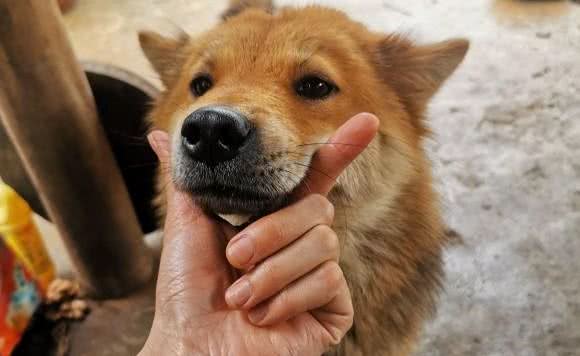 土狗羡慕其他狗狗的自由，它被长期拴在家里，心情依然很好