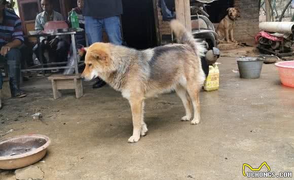 土狗羡慕其他狗狗的自由，它被长期拴在家里，心情依然很好