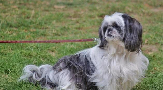 作为中国名犬，它们却要自救