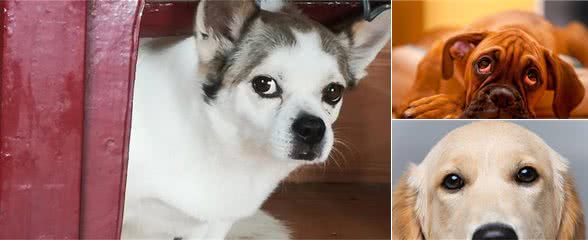 狗狗眼神所代表的信息-读懂狗狗的心理
