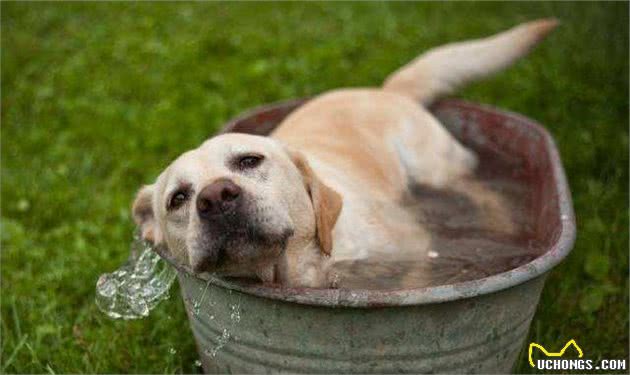 夏季犬中暑有什么症状？犬中暑了怎么办，该如何急救与预防？