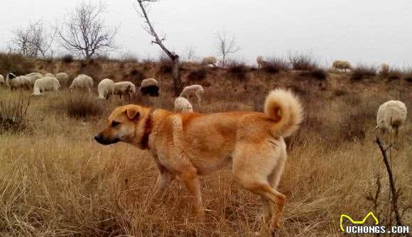 隐秘在太行山中的原生猛犬，因拥有灵性，而魅力无穷