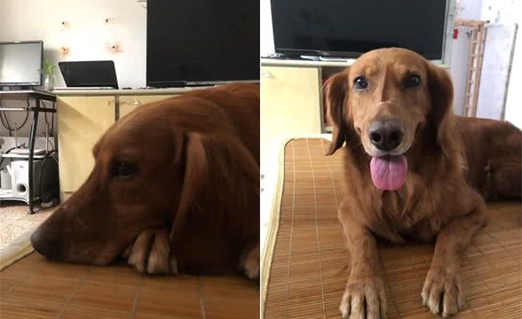 带着爱犬去旅行