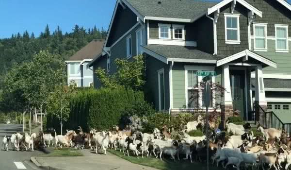 200只山羊闯住宅区逛大街啃花草牧羊犬居然跟下落跑