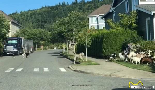 200只山羊闯住宅区逛大街啃花草牧羊犬居然跟下落跑