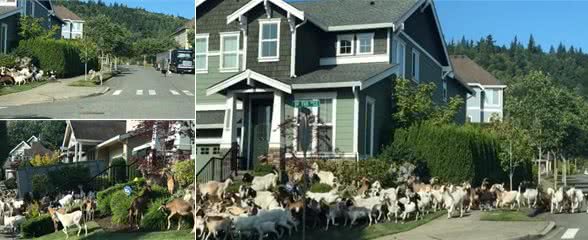 200只山羊闯住宅区逛大街啃花草牧羊犬居然跟下落跑