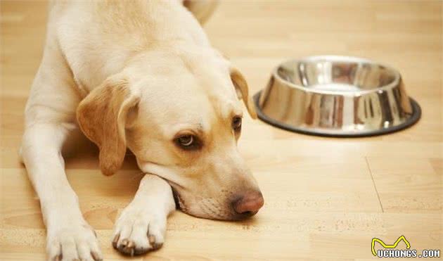 狗狗为什么会挑食？炎炎夏季，如何帮助狗狗找回食欲？