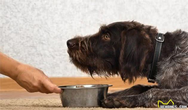 养了这些守卫犬，虽然看家护院强，但狗狗也可能会误伤主人