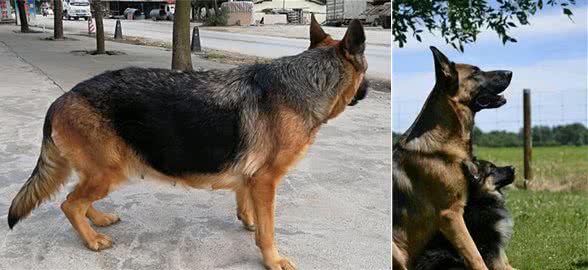 怎么快速区分德牧母犬是否受孕