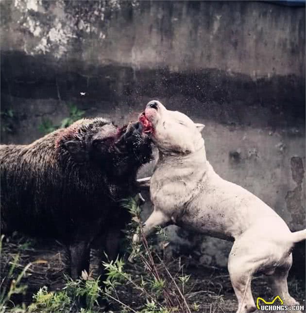 狗狗中的肌肉大块头，强势的外表，顺从的内心