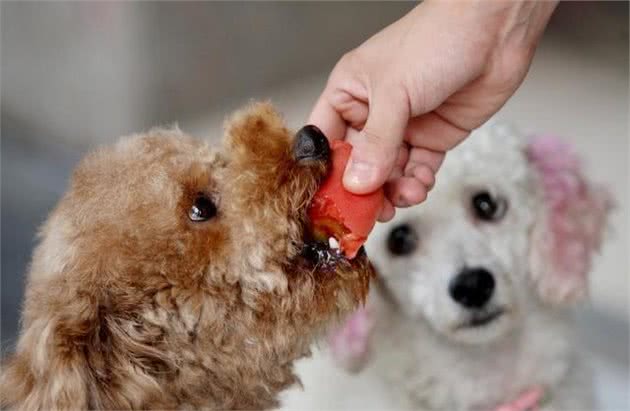 狗狗挑食不吃犬粮怎么办？这个方法一周就能够纠正