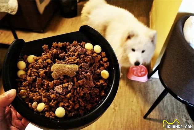 狗狗挑食不吃犬粮怎么办？这个方法一周就能够纠正