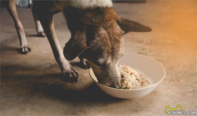 狗狗挑食不吃犬粮怎么办？这个方法一周就能够纠正