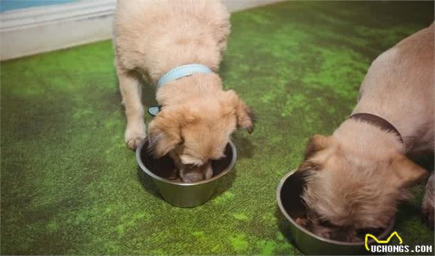 狗狗挑食不吃犬粮怎么办？这个方法一周就能够纠正