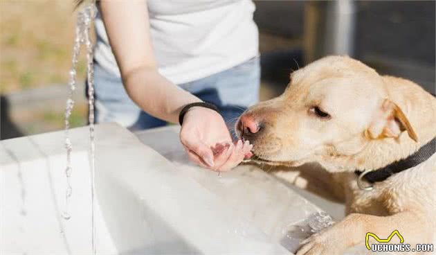 狗狗多喝水是好，但要注意这几件事，不然很容易害了狗