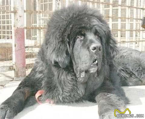 中国第一肉狗品牌：青龙犬命运很是凄惨
