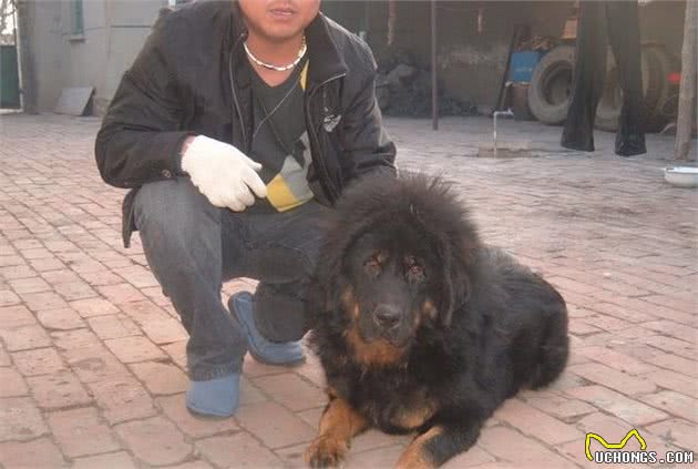 中国第一肉狗品牌：青龙犬命运很是凄惨
