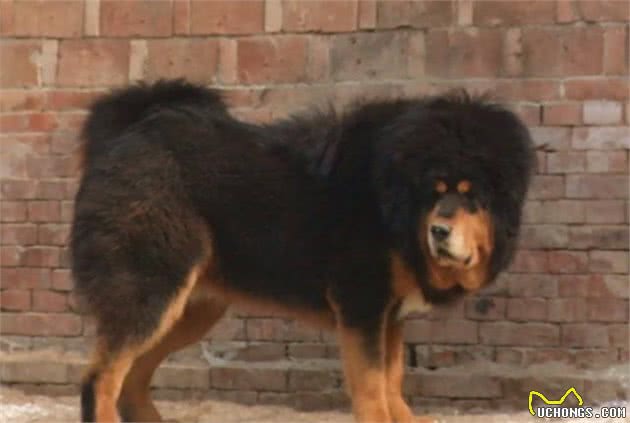 中国第一肉狗品牌：青龙犬命运很是凄惨