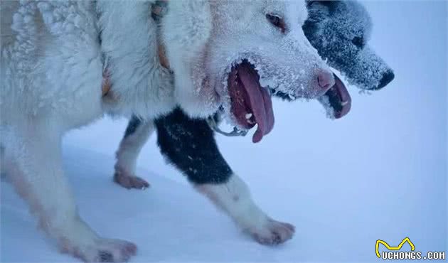 这是世界上最孤独、却最勇敢的雪橇犬!