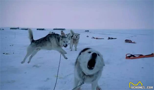 这是世界上最孤独、却最勇敢的雪橇犬!