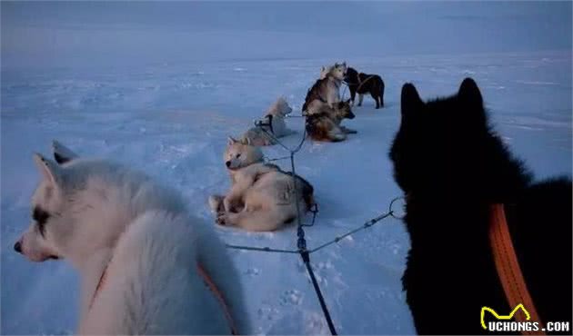 这是世界上最孤独、却最勇敢的雪橇犬!