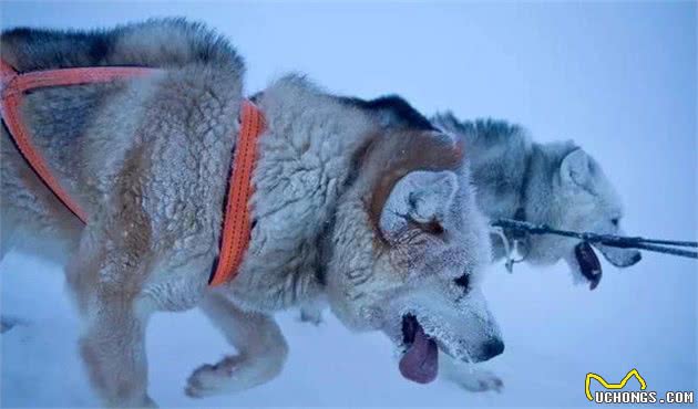 这是世界上最孤独、却最勇敢的雪橇犬!