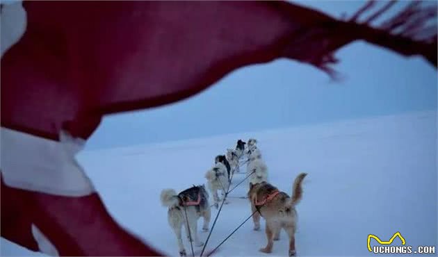 这是世界上最孤独、却最勇敢的雪橇犬!