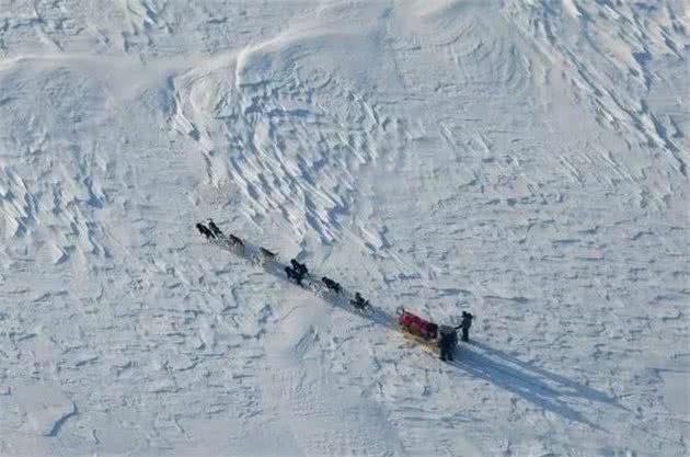 这是世界上最孤独、却最勇敢的雪橇犬!