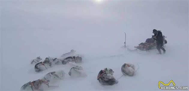 这是世界上最孤独、却最勇敢的雪橇犬!