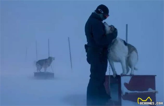 这是世界上最孤独、却最勇敢的雪橇犬!