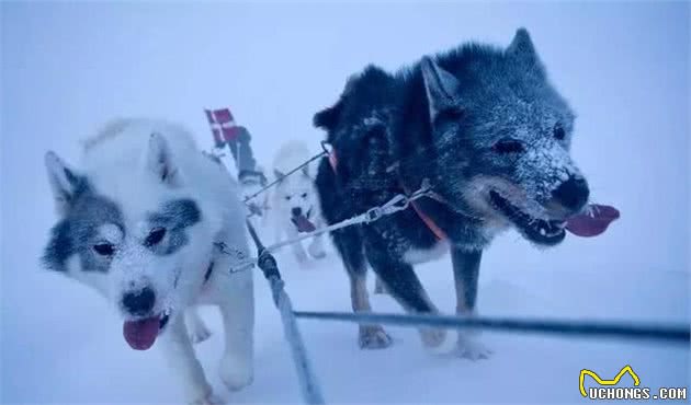 这是世界上最孤独、却最勇敢的雪橇犬!