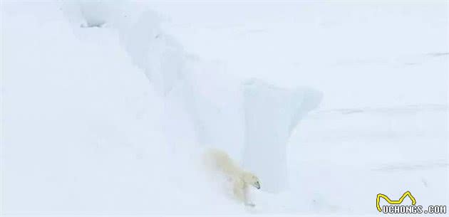 这是世界上最孤独、却最勇敢的雪橇犬!