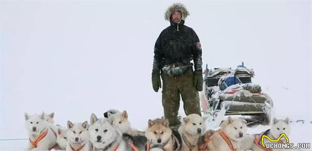 这是世界上最孤独、却最勇敢的雪橇犬!